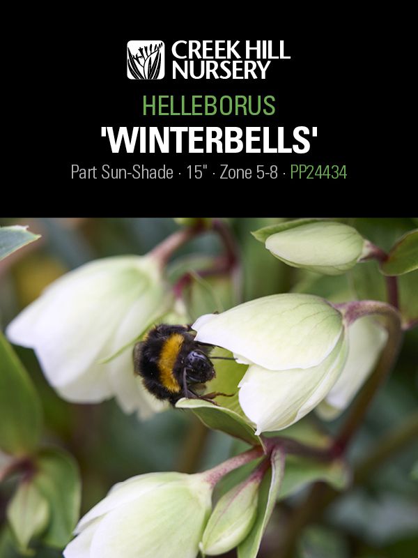 Hellebore 'Winterbells'