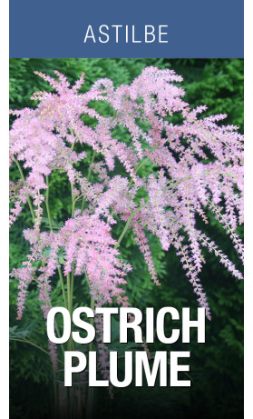 AST Ostrich Plume