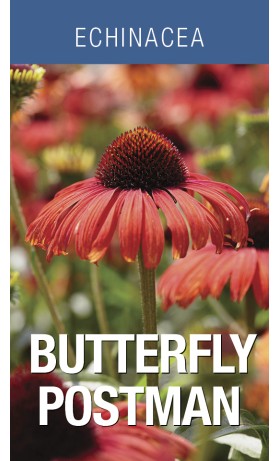 Echinacea Butterfly Postman