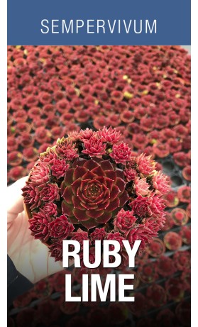 Sempervivum Ruby Lime