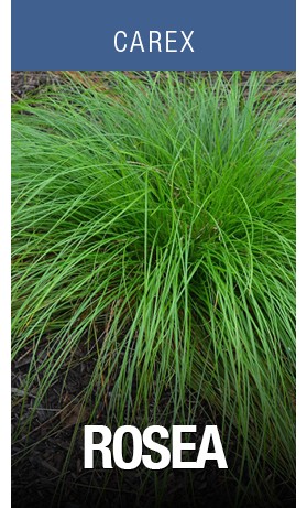 Carex rosea