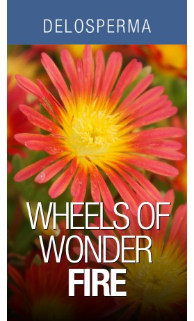 Delosperma Wheels of Wonder Fire Wonder