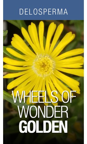 Delosperma Wheels of Wonder Golden Wonder