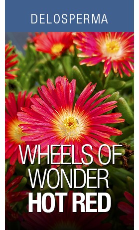 DEL Wheels of Wonder Hot Red