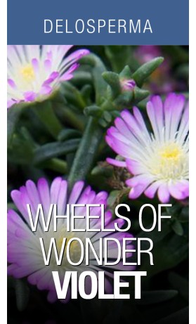 Delosperma Wheels of Wonder Violet Wonder