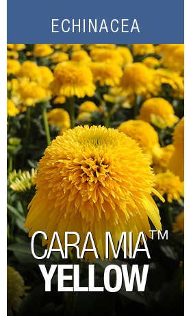 Echincea CARA MIA Yellow