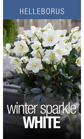 Helleborus Winter Sparkle White