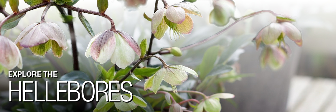 Explore the Hellebores