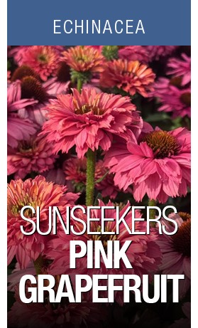 Echinacea Sunseekers Pink Grapefruit