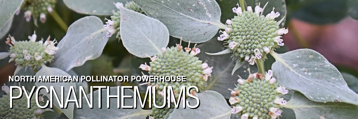 Pycnanthemum