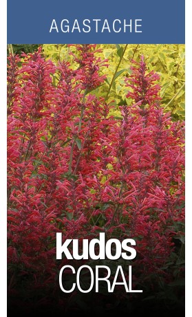 Agastache Kudos Coral