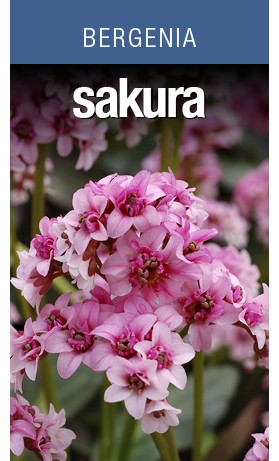 Bergenia Sakura