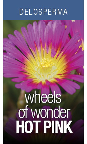 Delosperma Wheels of Wonder Hot Pink