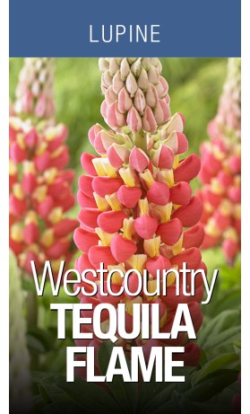 Lupine Westcountry Tequila Flame