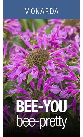 Monarda Bee-You Bee-Pretty