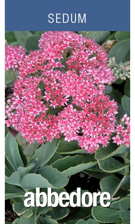 Sedum Abbedore