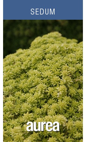 Sedum Aurea