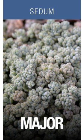 Sedum Major