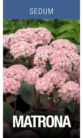 Sedum Matrona