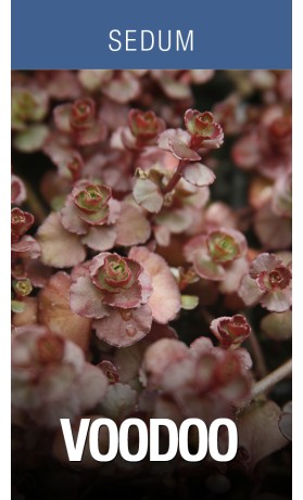 Sedum Voodoo