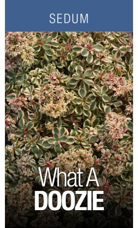 Sedum What A Doozie