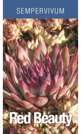Sempervivum Red Beauty