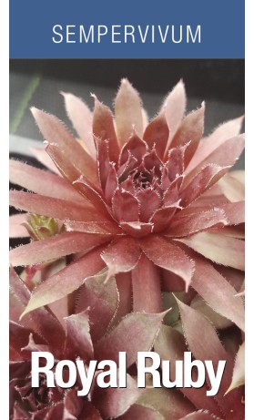 Sempervivum Royal Ruby