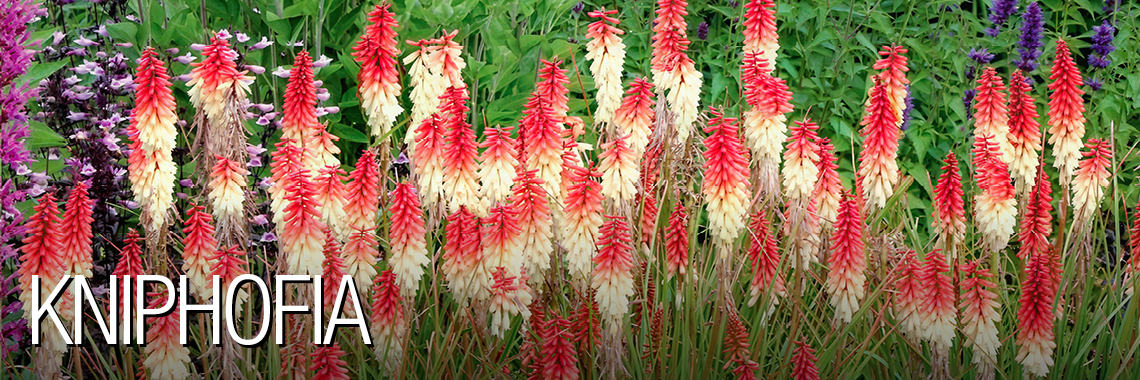 Kniphofia
