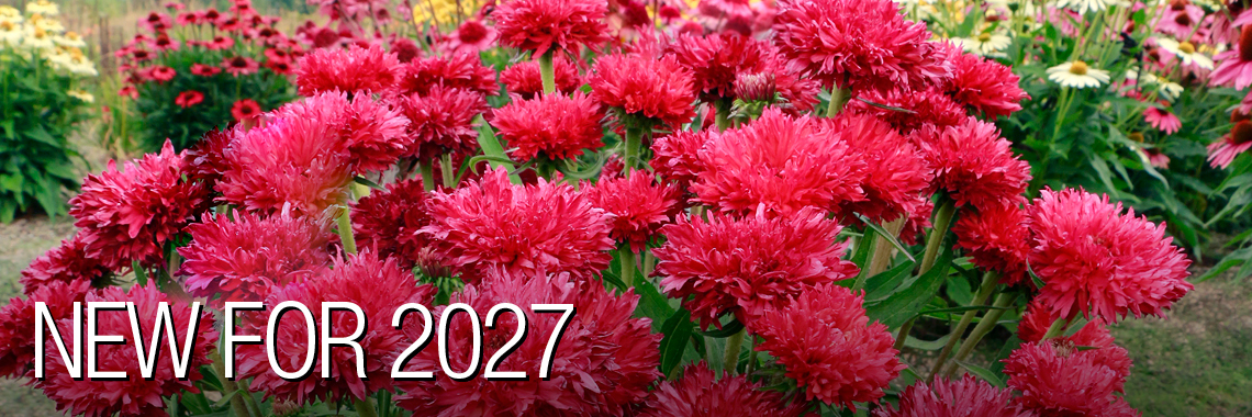 New for 2027
