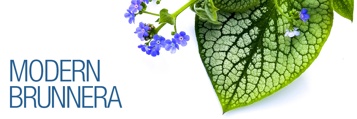 Modern Brunnera