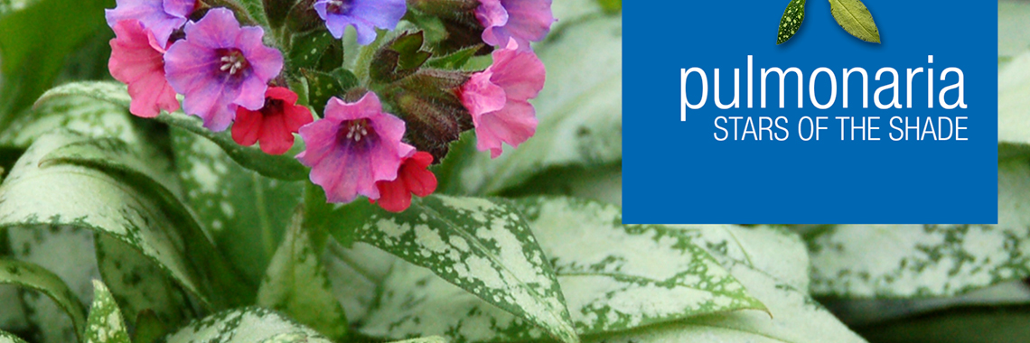 Pulmonaria