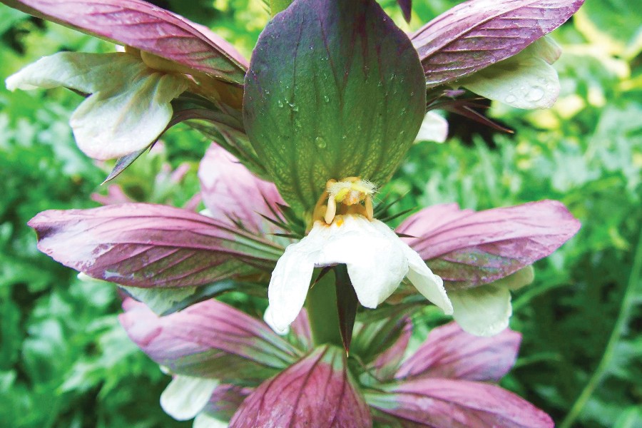 Acanthus mollis 50