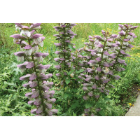 Acanthus spinosus 21