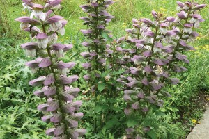 Acanthus spinosus 21