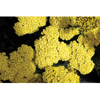 Achillea Little Moonshine 72