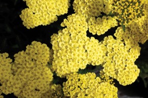 Achillea Little Moonshine 72-V