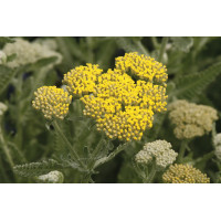 Achillea Moonshine 21