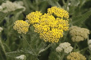 Achillea