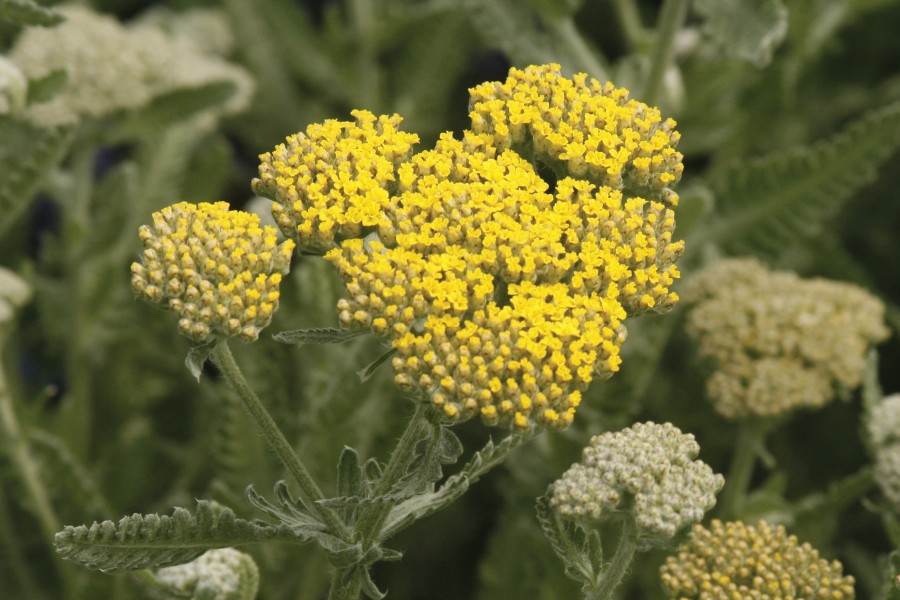 Achillea Moonshine 21-V