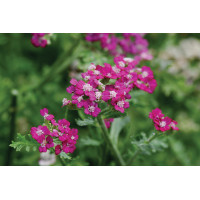 Achillea New Vintage Violet 21