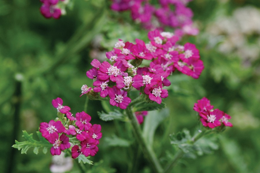 Achillea New Vintage Violet 72