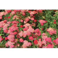 Achillea Paprika 72