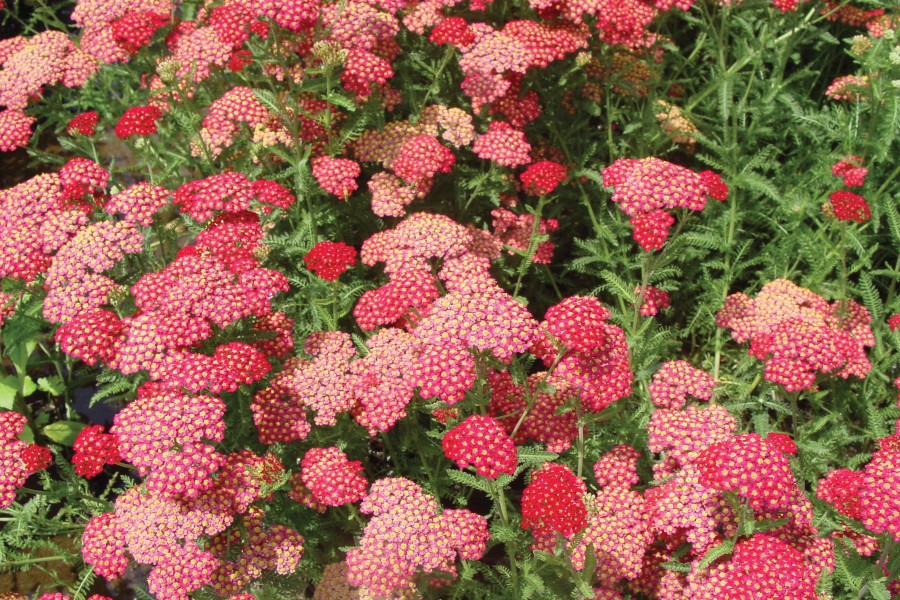 Achillea Paprika 72