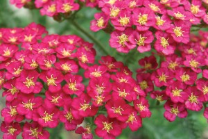 Achillea Pomegranate 72