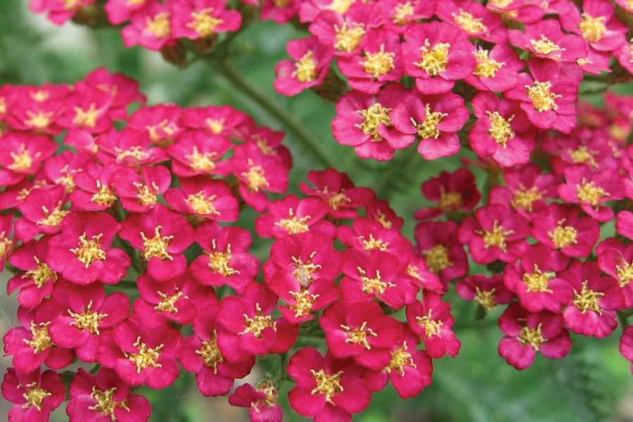 Achillea Pomegranate 21