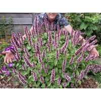 Agastache Beelicious Pink 21