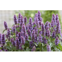 Agastache Beelicious Purple 21