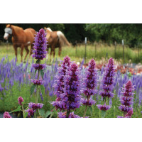 Agastache Blue Boa 72