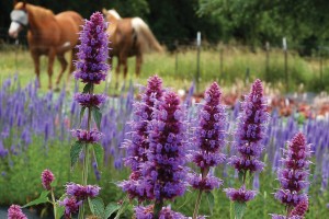 Agastache Blue Boa 72