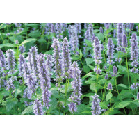 Agastache Blue Fortune 72